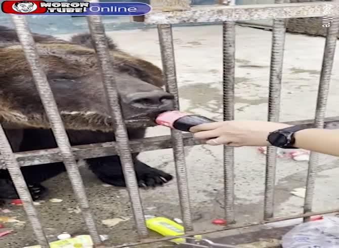 Video :Outrage over a Chinese zoo bear that was seen on camera consuming Coca-Cola
